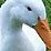 Patricia Heaton // Enslaved by Ducks
